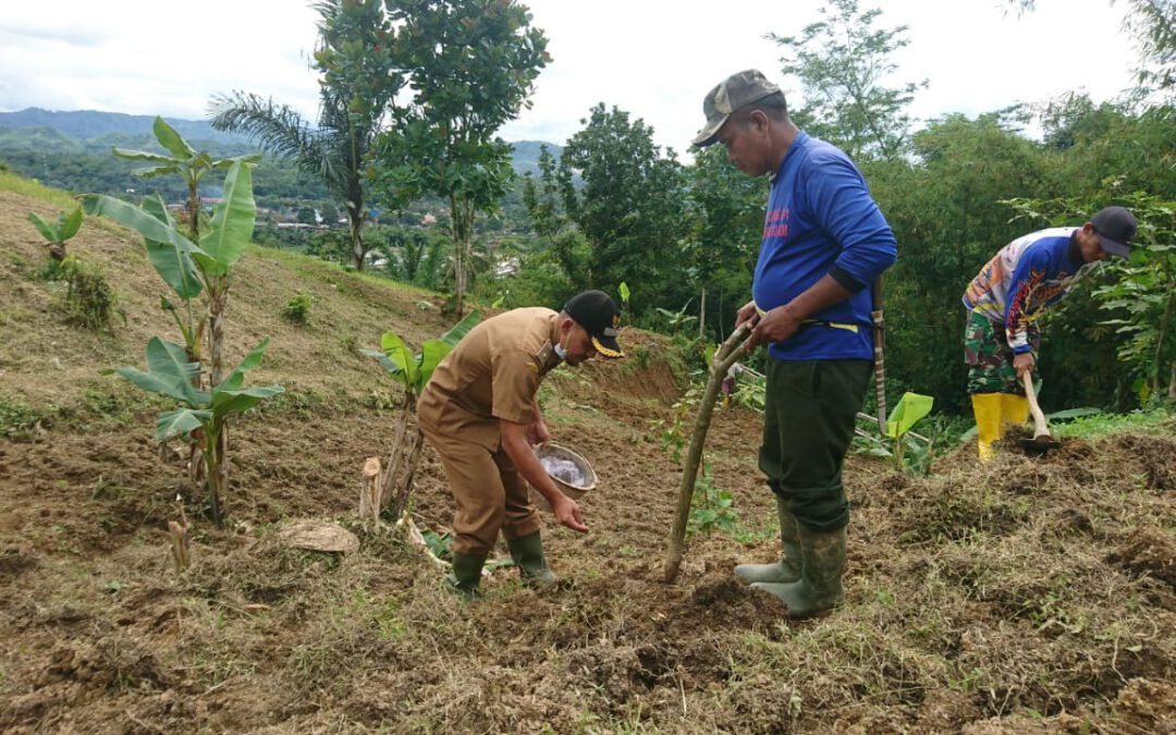 Pemerintah Desa Beserta Masyarakat Melakukan Penanaman Sorgum Sebagai Produk Lokal Desa Gunungguruh Dengan Luas Lahan 2 Hektar,